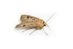pantry pests moth