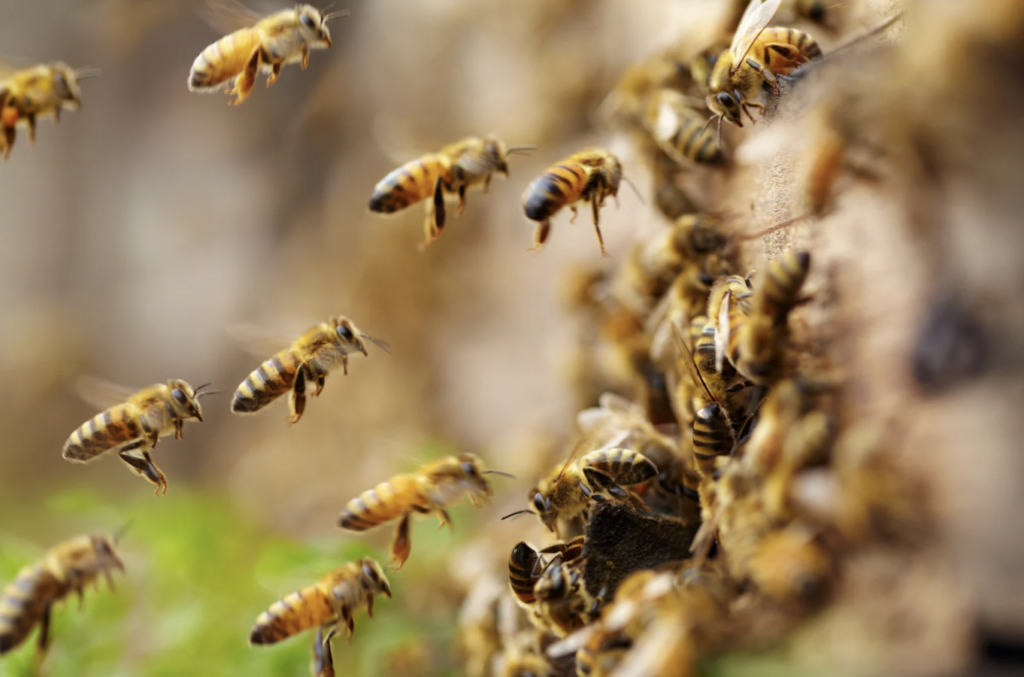 Bees swarming