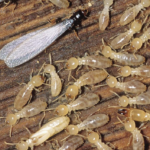 The Signs of Termite Infestation