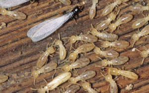 The Signs of Termite Infestation