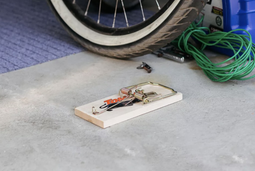 Preventing Rodent Activity in Your Garage