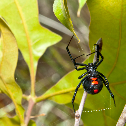 Consistent pest control maintenance can mitigate the number of spiders on your property