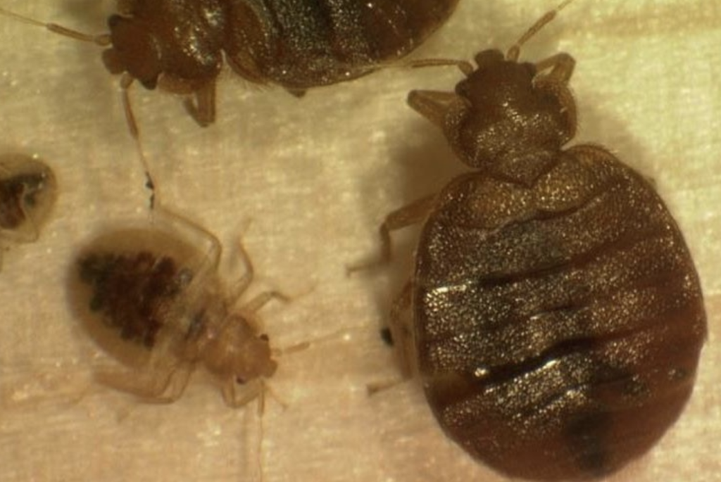 Bedbugs: Protect Yourself at Home and When Away