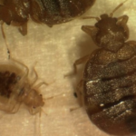 Bedbugs: Protect Yourself at Home and When Away