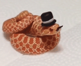 Cute Snake Gif