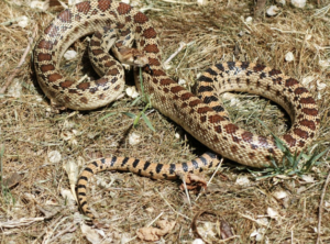 Common Snakes Found in the SCV