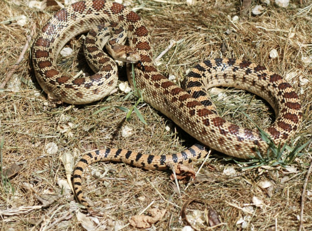 Common Snakes Found in the SCV