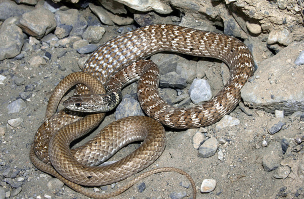 California Coachwhip Snake