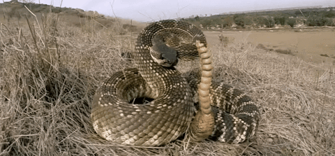 Rattlesnake gif