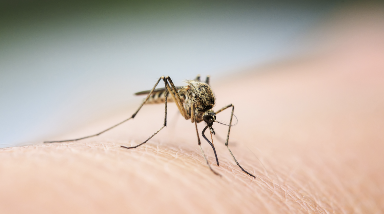 5 Home Remedies to Soothe Mosquito Bites