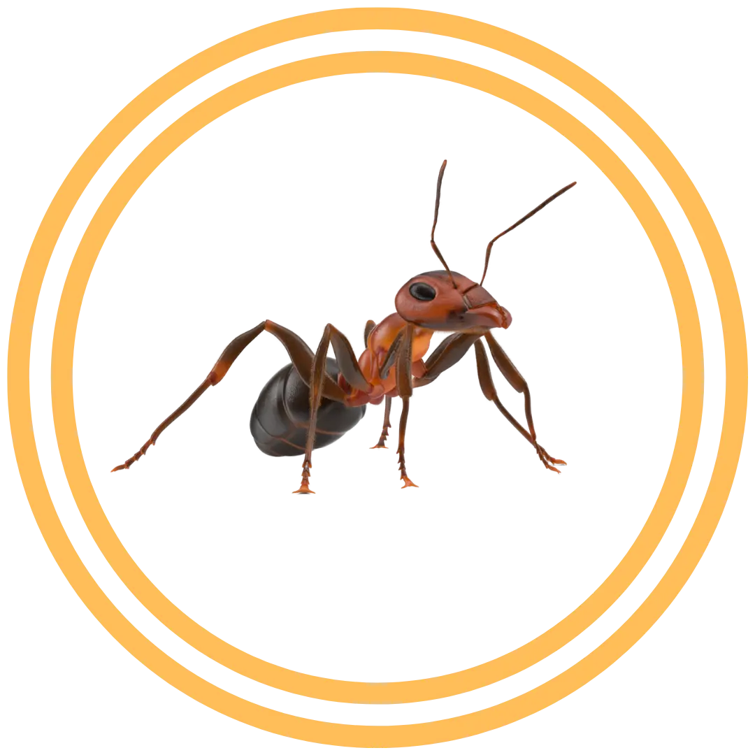 Santa Clarita Ant Pest Control