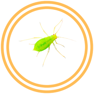Aphid Pest Congtrol