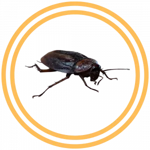 Santa Clarita Cockroach Pest Control
