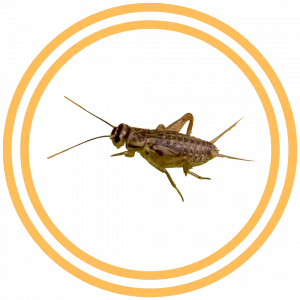 Santa Clarita Cricket Pest Control