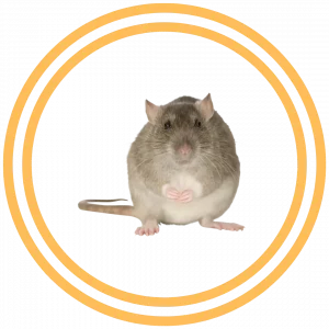 Santa Clarita Mouse Rat Control