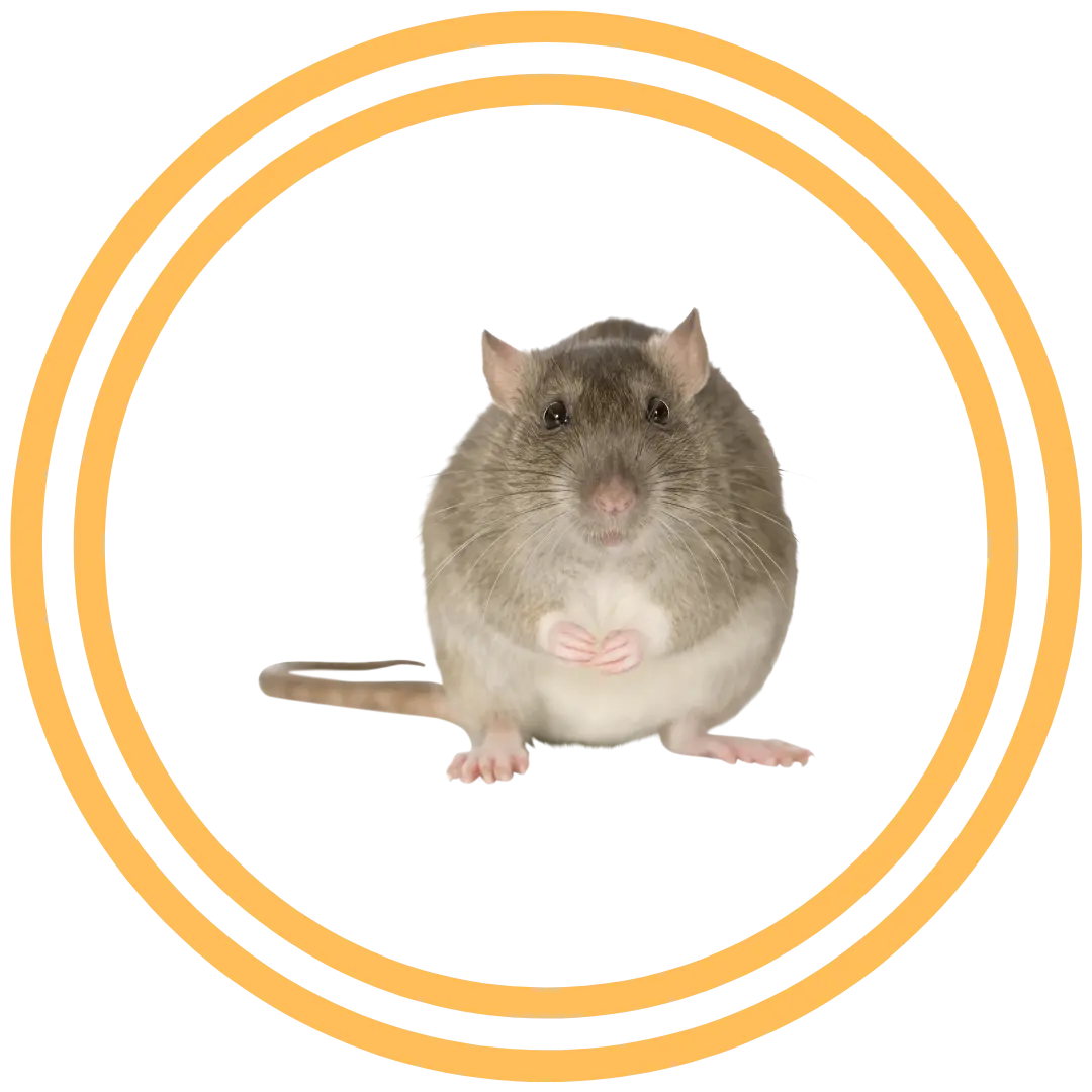 Santa Clarita Mouse Rat Control