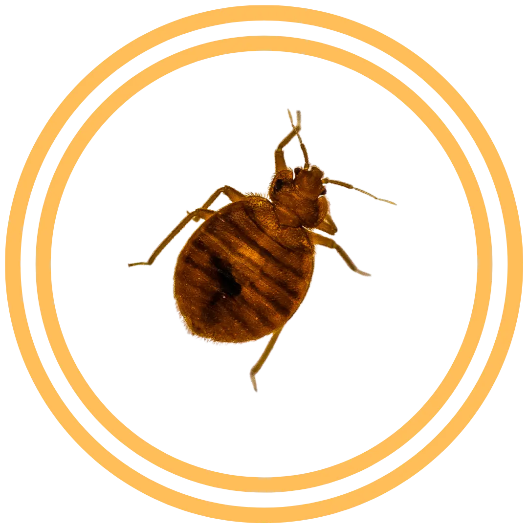 Santa Clarita Bed Bug Extermination