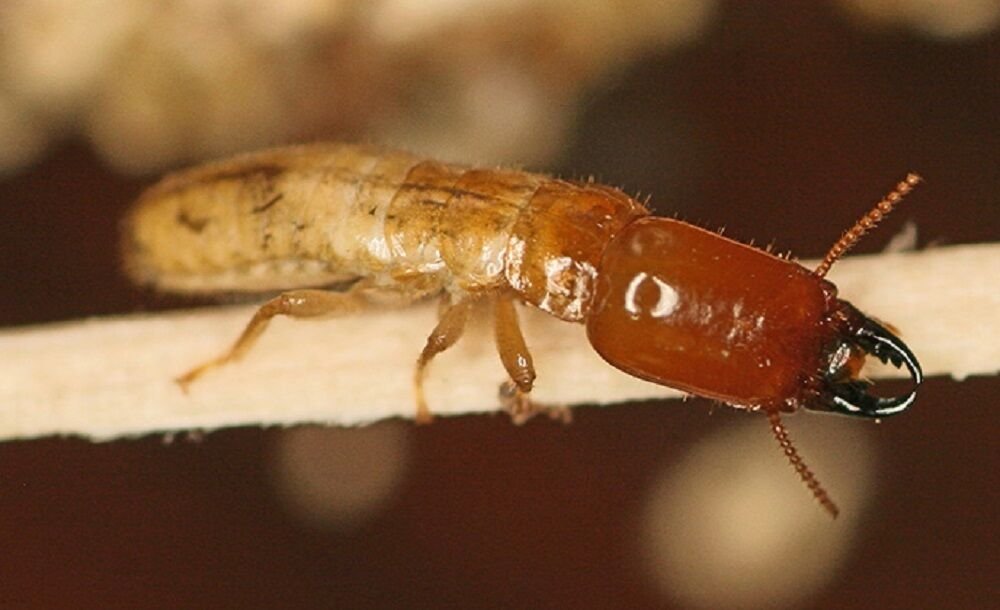 drywood termites santa clarita