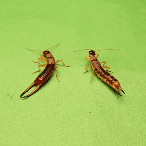 Male & Female Earwigs
