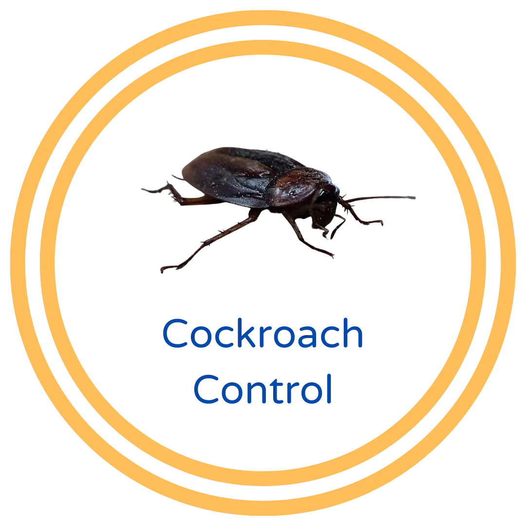 Santa Clarita Cockroach Control