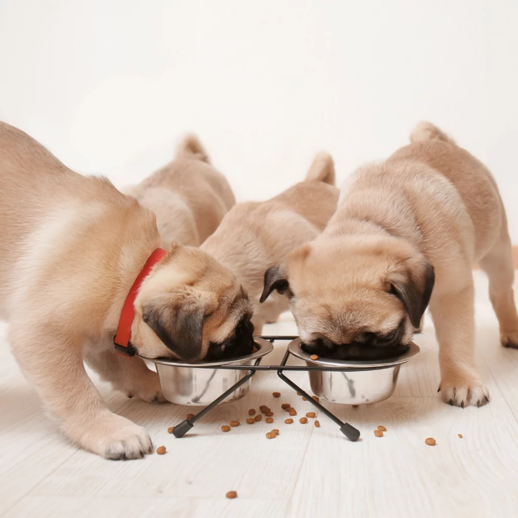 Clean Up Puppy Food