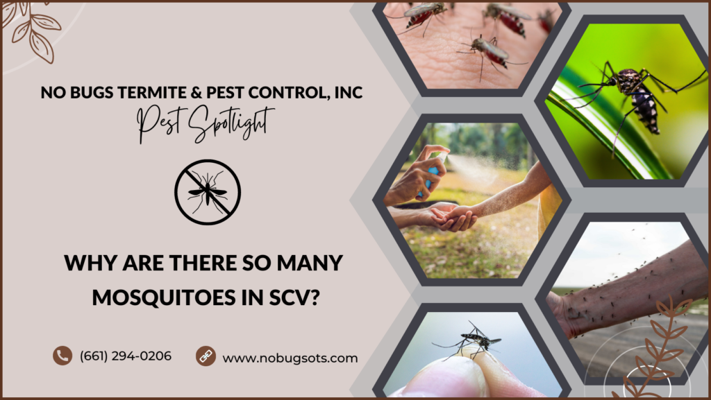 Mosquitoes in SCV