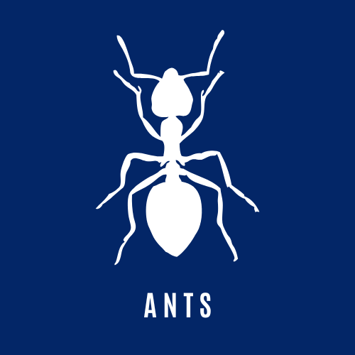 Ant Control Icon