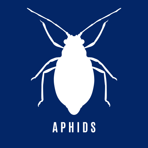 Aphid Control Icon