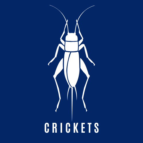 Cricket Control Icon