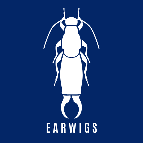 Earwig Control Icon - No Bugs