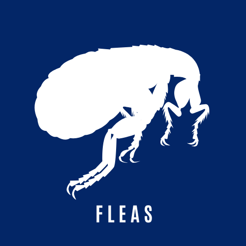 Flea Control Icon