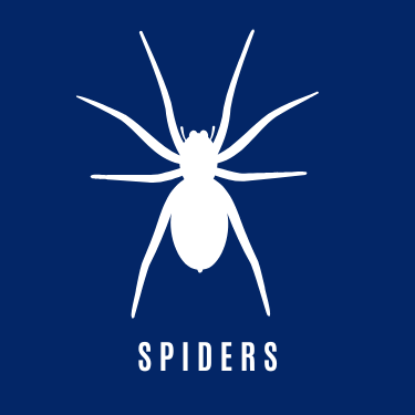 Spider Control Icon
