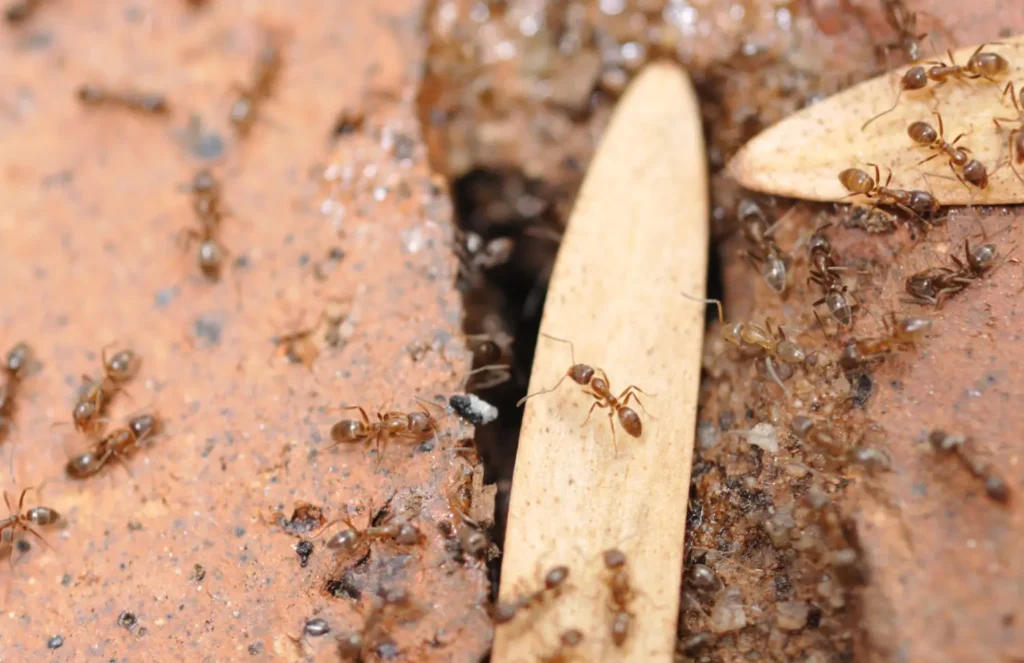 Argentine Ant Colony