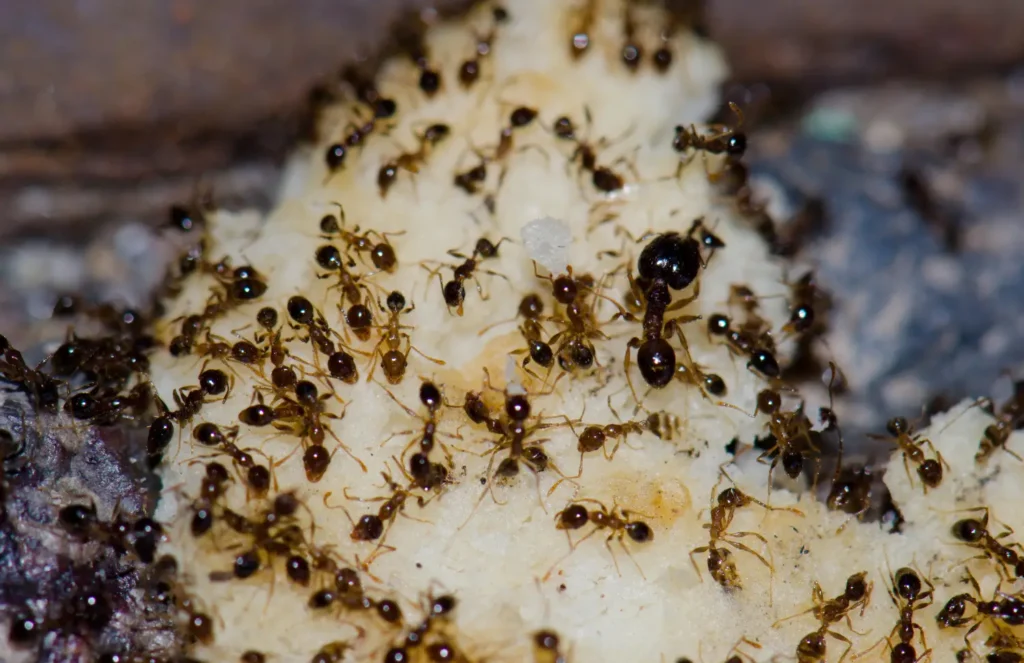 Swarm of Argentine ants eating