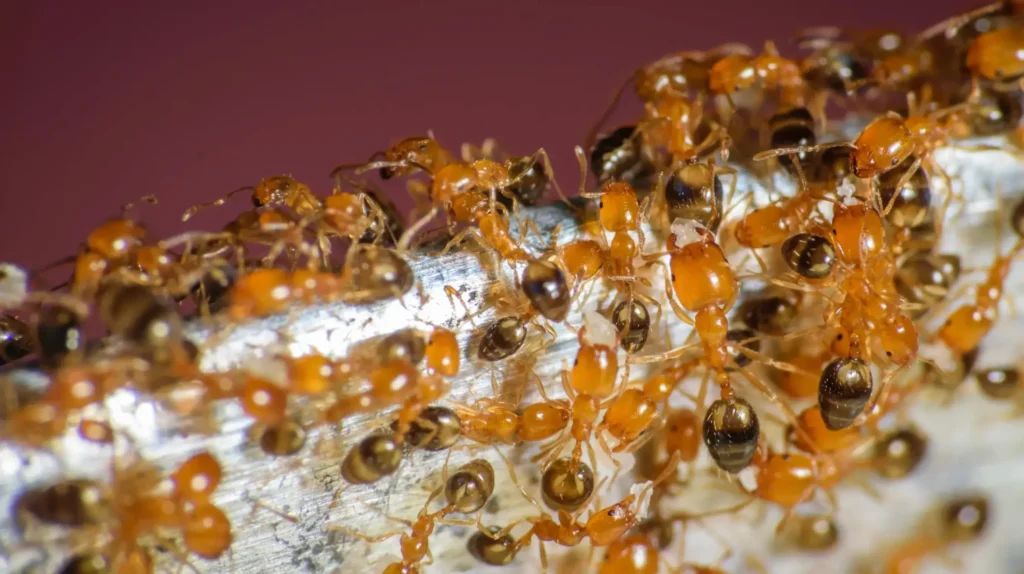 Pharaoh Ants