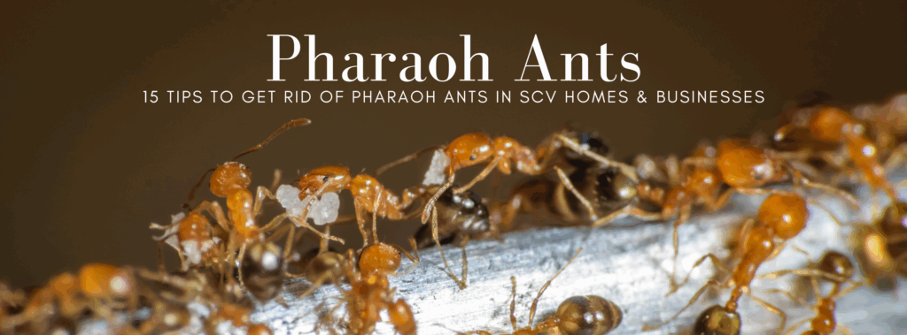 Pharaoh Ants Trailing with Food