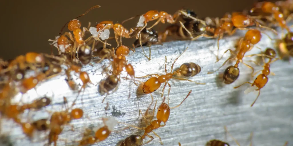 Pharaoh Ants Trailing with Food